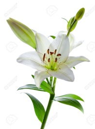 http://previews.123rf.com/images/jetzt/jetzt1011/jetzt101100023/8265632-beautiful-white-lily-flowers-isolated-on-white-stock-photo-flower.jpg