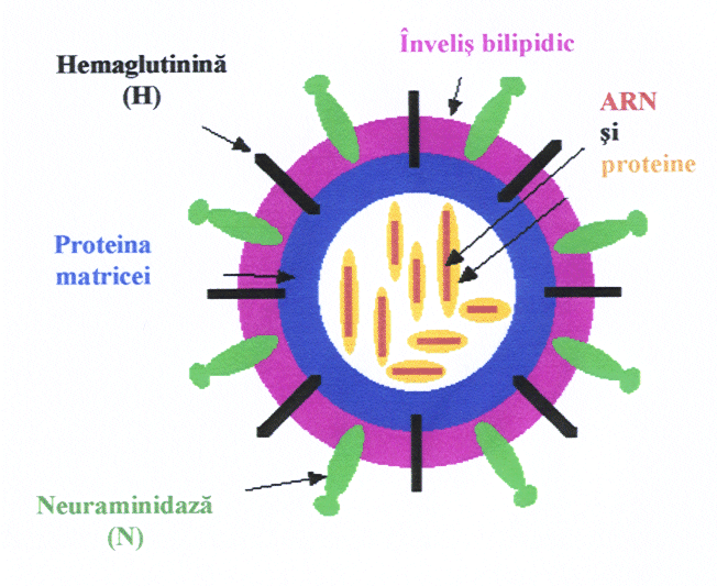 virus gripal schematic