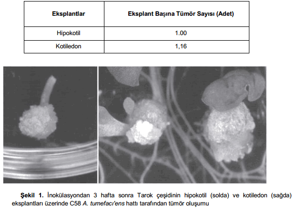 tubitak-tumor