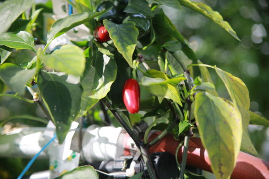 des tuyaux parcourent la serre pour alimenter les plantes en eau et minéraux.