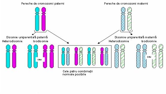 http://www.synevo.ro/wp-content/uploads/2010/05/disomie.jpg