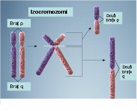 http://www.synevo.ro/wp-content/uploads/2010/05/izocromozomi.jpg