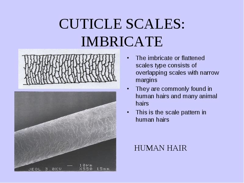 Animal Hairs Are Classified Into The Following Three Basic Types