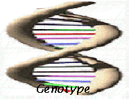 genotip