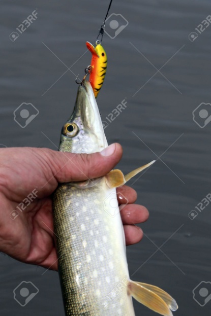 http://previews.123rf.com/images/salman2/salman21501/salman2150100177/35023519-close-up-of-freshly-caught-pike-on-a-hook-in-his-hand-of-the-fisherman-on-the-river-background-stock-photo.jpg