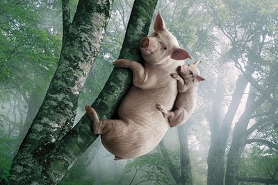 pig climb the tree.jpg