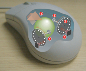 http://upload.wikimedia.org/wikipedia/commons/thumb/f/fd/mouse-mechanism-cutaway.png/300px-mouse-mechanism-cutaway.png
