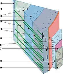 http://upload.wikimedia.org/wikipedia/commons/thumb/b/bb/holz_querschnitt.jpg/220px-holz_querschnitt.jpg