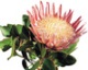 south africa\'s national flower