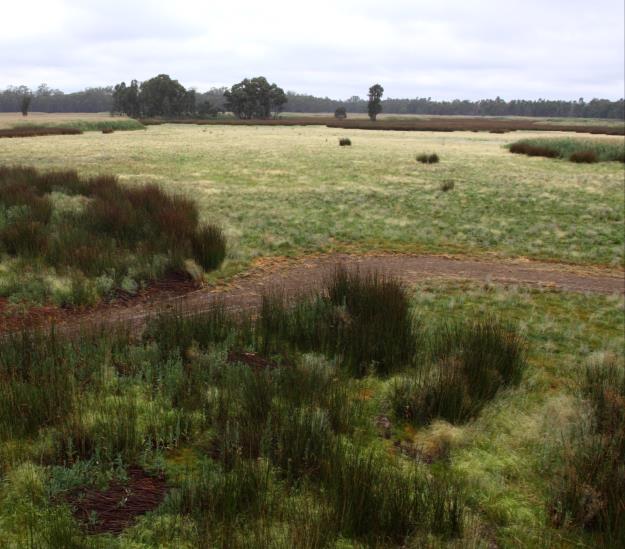 in the barmah-millewa