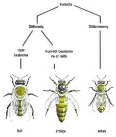 http://www.harunyahya.com/image/honeybee/honeybee_38.jpg