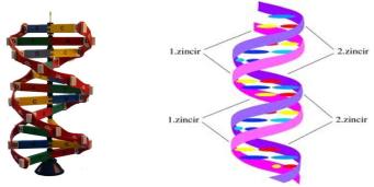 dna
