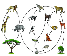 https://www.teachengineering.org/collection/cub_/activities/cub_bio/cub_bio_lesson03_activity1_header_image_new.png