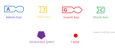 c:\users\erdemirce\appdata\local\microsoft\windows\inetcache\content.word\fosfat, deoksiriboz şekeri ve organik bazlar - nükleotidin yapısı.bmp