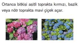 http://www.bilgicik.com/wp-content/uploads/2013/07/h%c3%bccreb%c3%b6l%c3%bcnmesivekalitimkonutesti7002.jpg