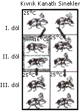 http://sinav.mynet.com/lptestimages/lby/donanlby78.gif