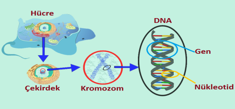 nükleotid, gen, dna ve kromozom