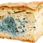 http://orig13.deviantart.net/fbde/f/2011/285/6/3/moudlybread_by_mrtbtl-d3fh7w8.jpg