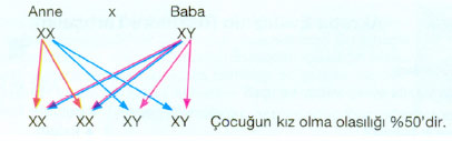 xxkromozom