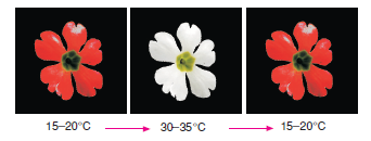 http://www.bilgicik.com/wp-content/primula_sinensis.png