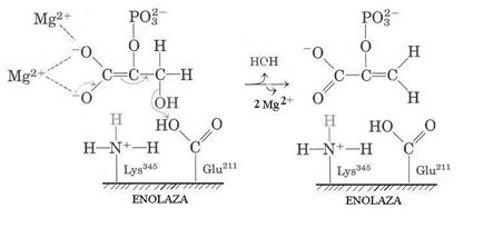 http://www.scritube.com/files/biologie/238_poze/image053.jpg