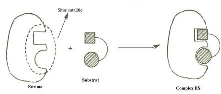 http://www.scritube.com/files/biologie/238_poze/image047.jpg