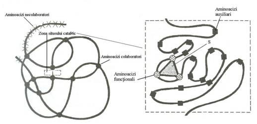 http://www.scritube.com/files/biologie/238_poze/image003.jpg