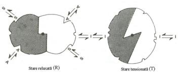 http://www.scritube.com/files/biologie/238_poze/image077.jpg