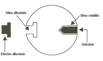 http://www.scritube.com/files/biologie/238_poze/image005.jpg