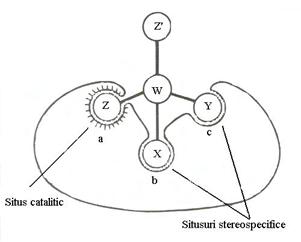 http://www.scritube.com/files/biologie/238_poze/image009.jpg