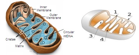 eve1 mtdna