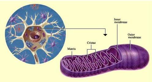 axon1-mtdna