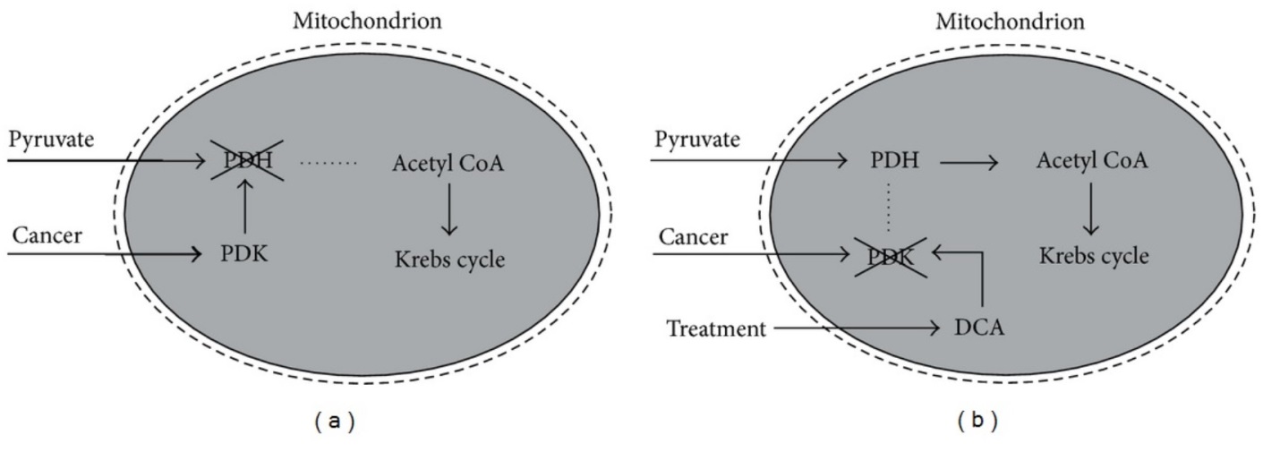 fig2-bio