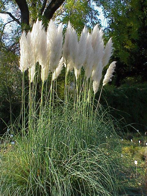 cortaderia_selloana0.jpg