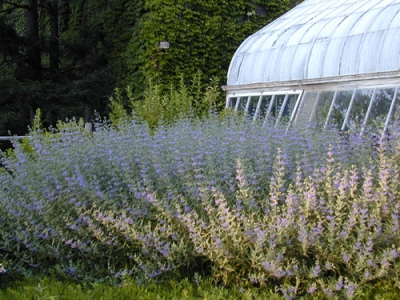 caryopteris clan. \'heavenly blue\'.jpg