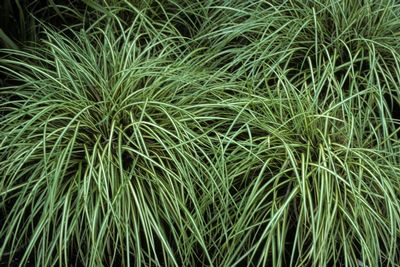 carex morrowii \'variegata\'.jpg