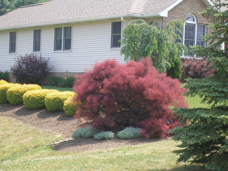 cotinus_coggygria_royal_purple_smoke_bush1.jpg