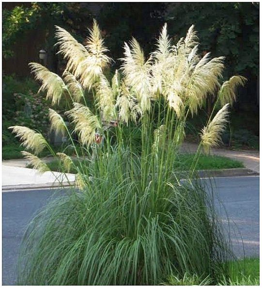 cortaderia selloana.jpg