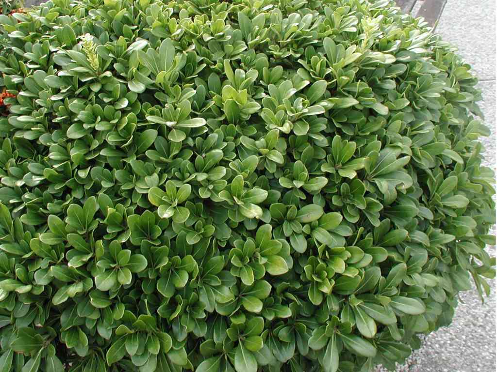 pittosporum tobira \'nanum\'.jpg