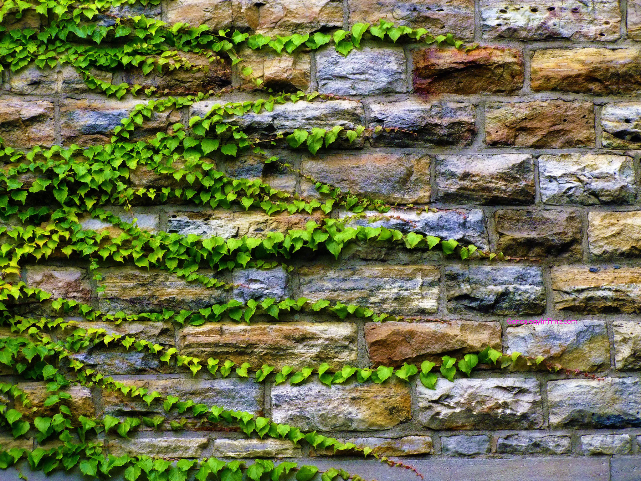 c:\users\sevil\desktop\duvar sarmasık\ivy_growing_on_stone_wall.jpg