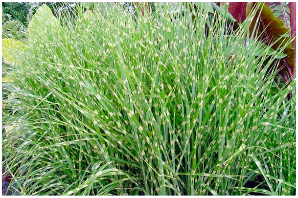 miscanthus-sinensis-zebrinus.png