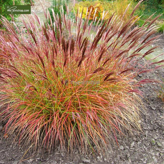 miscanthus sin.\'autumn red\'.jpg