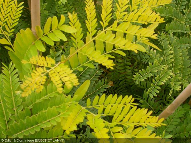 gleditsia_triacanthos_sunburst.jpg