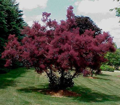 cotinus cog. \'royal purple\'.jpg