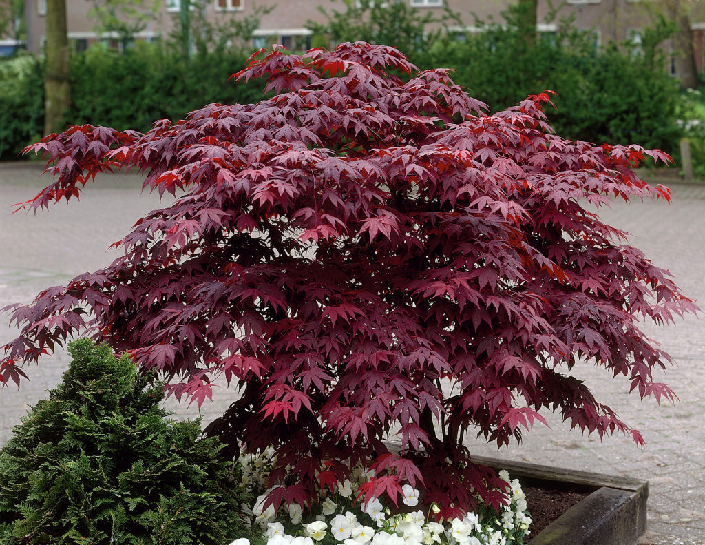 acer-palmatum-bloodgood_1.jpg