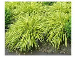 carex morrowii \'variegata\' 1.jpg