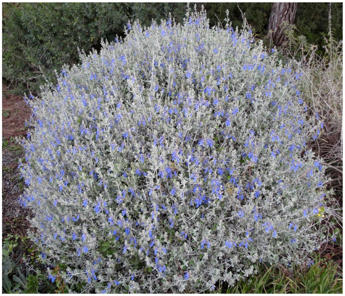 teucrium_fruticans_azureum.jpg