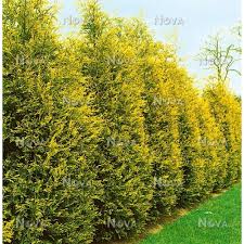 cupressocyparis leylandii \'goldrider\'2.jpg