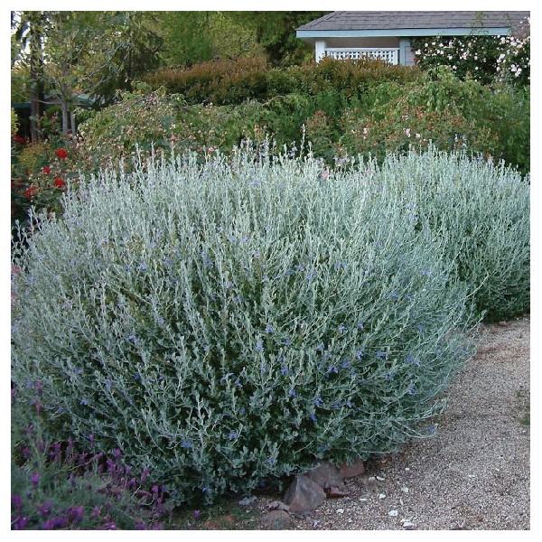 teucrium fruticans.jpg