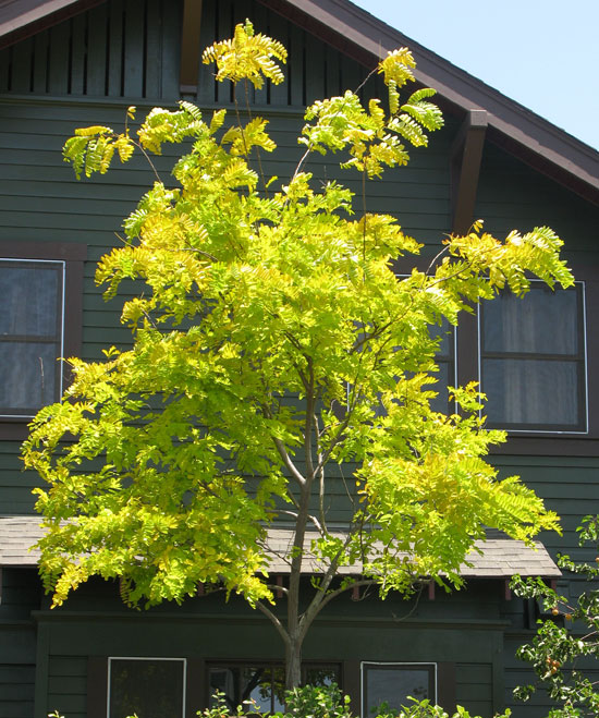 gleditsia triacanthos \'sunburst\'.jpg